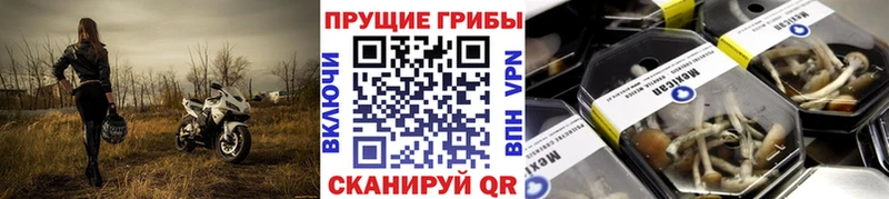 Галлюциногенные грибы Psilocybine cubensis  Тара 